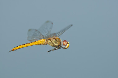 <p>El cuerpo y las alas de la libélula <em>Pantala flavescens </em>han evolucionado de tal forma que permiten al insecto recorrer distancias extraordinarias.<em> / </em>Greg Lasley</p>