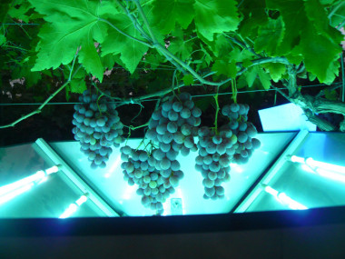 <p>Exposición de la uva a los rayos ultravioleta durante los experimentos. / Fundación Descubre</p>