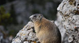 La marmota alpina se extiende en el Pirineo catalán