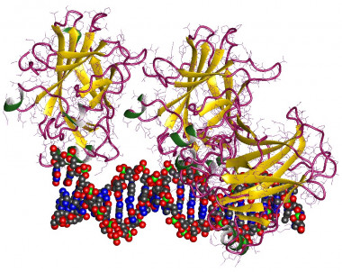 <p>P53, una proteína supresora de tumores / <a href="https://es.wikipedia.org/wiki/P53#/media/File:1tup.jpg" target="_blank">Wikipedia</a></p>