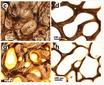 La nutrición afecta a la porosidad de la cuerna de ciervos 