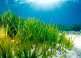 pradera de Posidonia oceanica