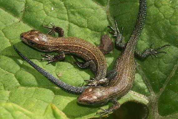 <p>Juveniles de lagartija de turbera (<em>Zootoca vivipara</em>) liberados a los tres días de su nacimiento. / Manuel Massot.</p>