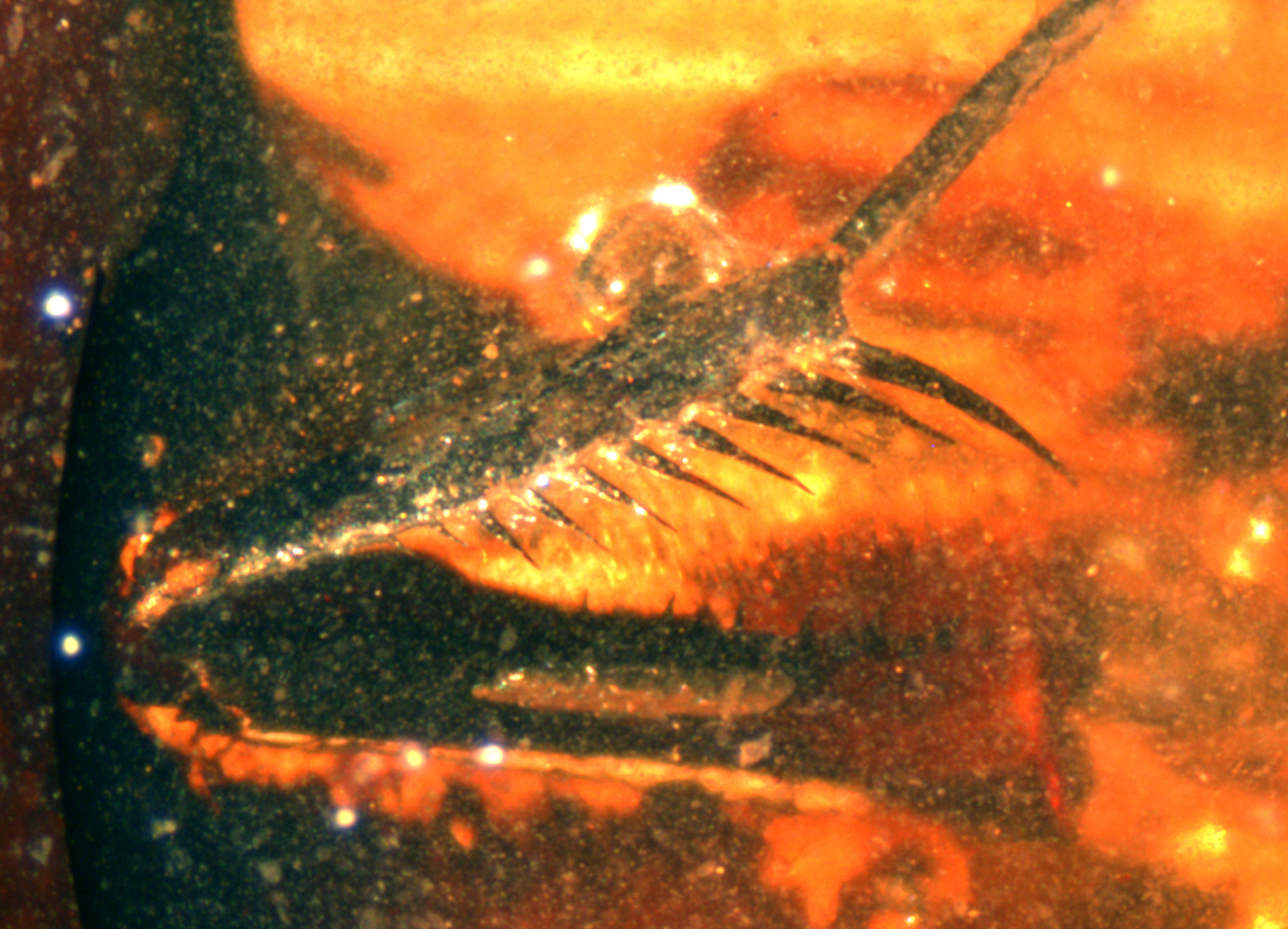 Astrofisica Astrofisica