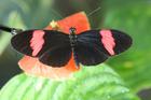 Un ejemplar de la mariposa secuenciada (Heliconius melpomene).