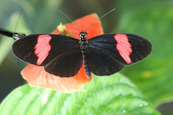 <p>Un ejemplar de la mariposa secuenciada (<em>Heliconius melpomene</em>). Imagen: Chris Jiggins (Universidad de Cambridge)</p>