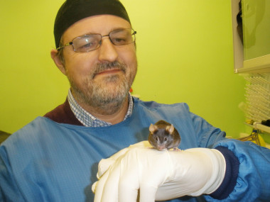 <p>Un investigador de la Universidad de Córdoba muestra un ratón de experimentación empleado en el estudio de los efectos de la restricción calórica en el organismo. / UCO</p>