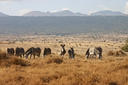 Cebra de Grèvy en Samburu (Kenia). 