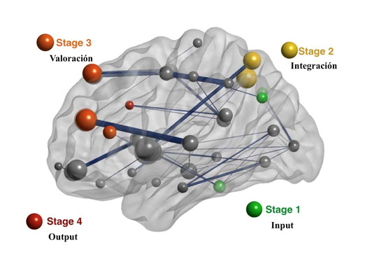 <p class=" text-left">Las regiones que componen la red cerebral estudiada contribuyen a la captura de la información relevante (Stage 1, input), su integración (Stage 2), valoración (Stage 3) y preparación de la respuesta (Stage 4, output). / UAM</p>