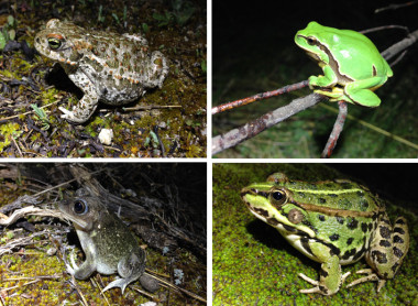 <p class=" text-left">De izquierda a derecha y de arriba abajo: el sapo corredor, <em>Epidalea calamita</em>, la ranita de San Antonio,<em> Hyla molleri</em>, el sapo de espuelas,<em> Pelobates cultripes</em>, y la rana verde común, <em>Pelophylax perezi</em> / Íñigo Martínez-Solano</p>
