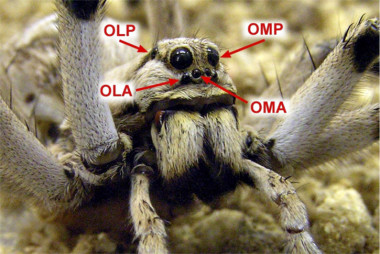 <p>Disposición de los 4 pares de ojos en el cefalotórax de la araña <em>Lycosa tarantula</em>. Imagen: Joaquín Ortega Escobar, UAM.</p>