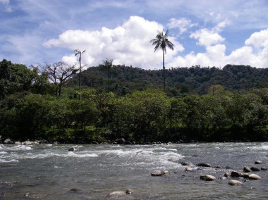 <p>Nuevos cambios en la temperatura global podrían provocar la reorganización de la vegetación de esta zona de la selva amazónica. Foto: Macarena L. Cárdenas.</p>