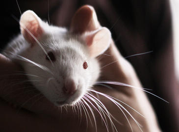 La UE refuerza la protección de los animales utilizados en experimentos científicos 