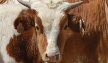 Imagen: UCO Vaca criolla
