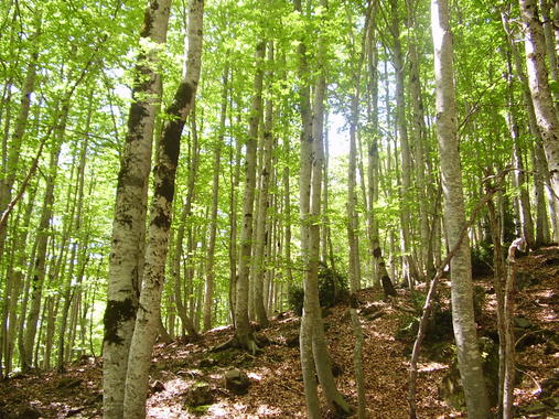 <p>Bosque de abedules (<em>Betula pendula</em>) en el Valle de Ordesa. Imagen: Gonzalo Peral.</p>