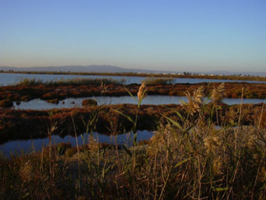<p><a href="http://plataformasinc.es/index.php/esl/Galeria-multimedia/Imagenes/La-zona-costera-del-delta-del-Ebro-puede-hundirse-50-cm-antes-del-ano-2100" target="_self">Delta del Ebro</a>. Imagen: Robert.</p>