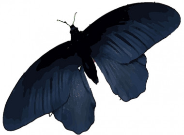 <p>Ilustración de una mariposa negra. / Radwanul Hasan Siddique, KIT/Caltech</p>