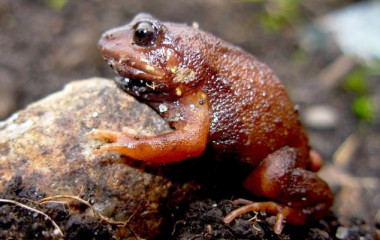 <p>Ejemplar macho de <em>Microkayla huayna</em> hallado en el valle del Zongo en Bolivia. / Claudia Cortez</p>