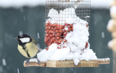 <p>Carbonero común, <em>Parus major</em>, en el entorno del aeropuerto Adolfo Suarez-Madrid Barajas, el área estudiada. / Diego Gil</p>
