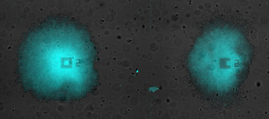 <p>Oscilaciones sincronizadas en un par de biofilms de <em>Bacillus subtilis</em> creciendo en la misma cámara de microfluídica. El color cian representa la fluorescencia emitida por el colorante de potencial de membrana Thioflavin T. / Universidad Pompeu Fabra, Universidad de California.</p>
