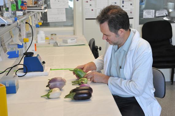 <p>El investigador Jaime Prohens con sus berenjenas. / UPV</p>