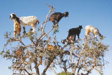 <p>Las cabras trepadoras suben hasta las copas de los arganes para consumir sus hojas, pero también benefician al árbol de otra manera. / H. Garrido/EBD-CSIC</p>