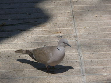 <p>Tórtola turca, <em>Streptopelia decaocto</em>, una de las especies estudiadas en el trabajo. / Mario Díaz</p>