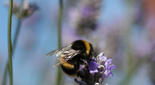 El uso extendido de pesticidas daña los abejorros (género Bombus) y las abejas (Apis mellifera). Imagen: Science/AAAS