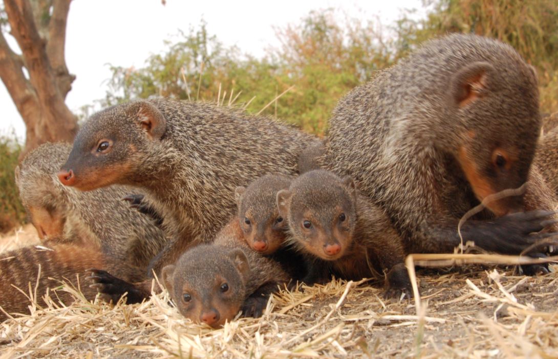 Las crías de mangosta esconden su identidad para sobrevivir / Noticias