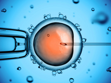 <p>La transmisión de moléculas entre gestante y embrión se produce antes de que este se implante en el endometrio. / Fotolia</p>
