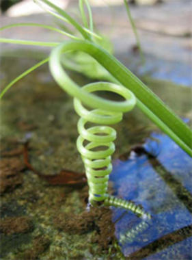 <p>Forma helicoidal presente en la naturaleza.</p>