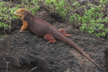 <p>Iguana de tierra de las Galápagos (<em>Conolophus subcristatus</em>). / Anna Traveset et al. </p>
