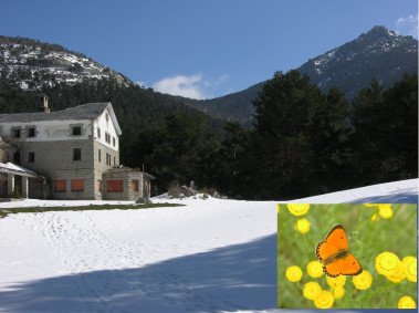 <p>Las localidades como la de la imagen (Albergue de Peñalara en Cercedilla), a pesar de estar situadas a altitudes medias (1500 m), son el refugio de varias especies de mariposas de zonas frías (como <em>Lycaena virgaureae</em>) debido a su elevada cobertura forestal / URJC</p>