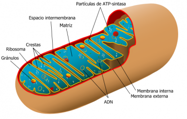 <p class=" text-left">Las especies reactivas de oxígeno que produce la actividad metabólica de las mitocondrias son imprescindibles para generar la primera línea de defensa del sistema inmune que protege al intestino de la inflamación / <a href="https://es.wikipedia.org/wiki/Mitocondria#/media/File:Animal_mitochondrion_diagram_es.svg" title="User:Aibdescalzo" target="_blank">Aibdescalzo</a> </p>