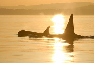 Las orcas hembra son más longevas para cuidar de sus hijos adultos Las orcas hembra son más longevas para cuidar de sus hijos adultos