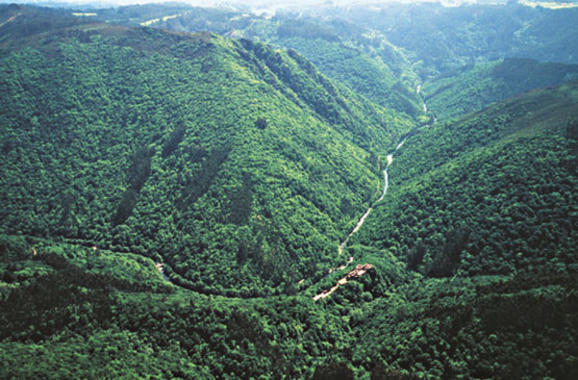 Resultado de imagen de bosques de galicia