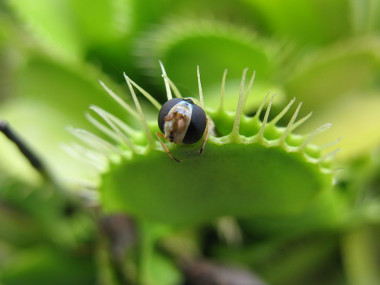 <p><em>Dionaea muscipula</em> in action / Stefano Zucchinale (WikimediaCommons)</p>