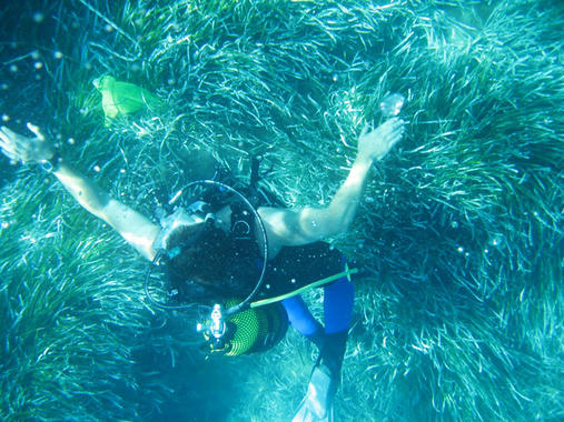 <p>Los investigadores muestrearon más de <a href="http://plataformasinc.es/index.php/esl/imagenes/inicio/(imagen)/54938" target="_self">50 praderas de <em>Posidonia</em></a> en Baleares. Foto: Antonio Tovar-Sánchez et al.</p>