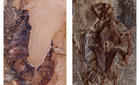 Imagenes del registro de tortugas mesozoicas