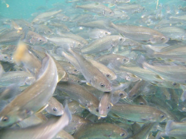 <p>Alevines de corvina. Imagen: LIMIA-IMEDEA (CSIC-UIB)</p>
