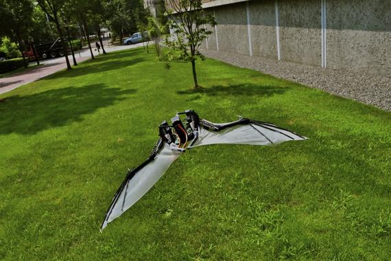 <p>El micro robot aéreo <em>BaTboT</em> está inspirado en la fisionomía y biomecánica del murcielago <em>Pteropus poliocephalus</em>. Imagen: ©Julián Colorado.</p>