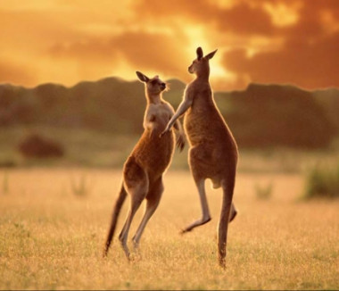 <p>Los marsupiales australianos podrían tener su origen en Sudamérica. <a href="http://www.plataformasinc.es/index.php/esl/imagenes/inicio/(imagen)/57659" target="_blank">Foto</a>: Nilsson.</p>