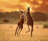 Los ancestros de los canguros australianos modernos eran sudamericanos  