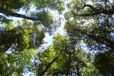 Los árboles adaptan su crecimiento al cambio climático