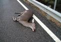 Los atropellos de animales se incrementan en otoño
