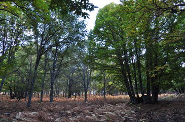 Los bosques con mayor diversidad de árboles producen más madera