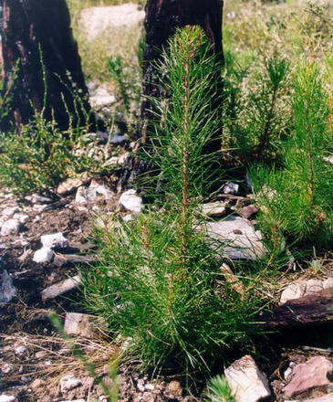 Los bosques de pinos resineros se regeneran muy rápido después de un incendio forestal 