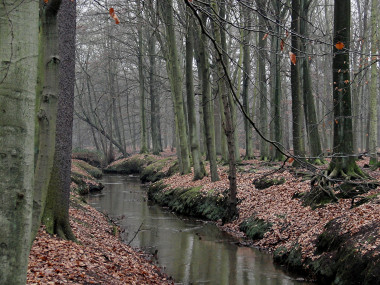 <p>El bosque de Brasschaat, situado al norte de Bélgica, junto a Holanda, es un bosque templado caducifolio y uno de los emplazamientos utilizados durante 14 años para la investigación / Johan Neegers (<a href="https://creativecommons.org/licenses/by-sa/3.0/deed.en" target="_blank">CC BY-SA 3.0</a>)</p>
