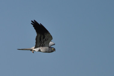 <p>Aguilucho cenizo (<em>Circus pygargus</em>). / Instituto de Investigación en Recursos Cinegéticos</p>