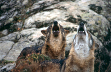 <p>Aullidos de dos ejemplares de lobo. / Juan Carlos Blanco </p>